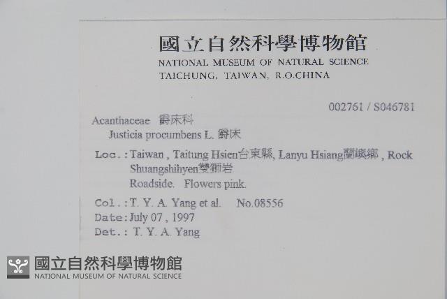 爵床藏品圖，第2張