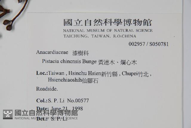 黃連木、爛心木藏品圖，第2張