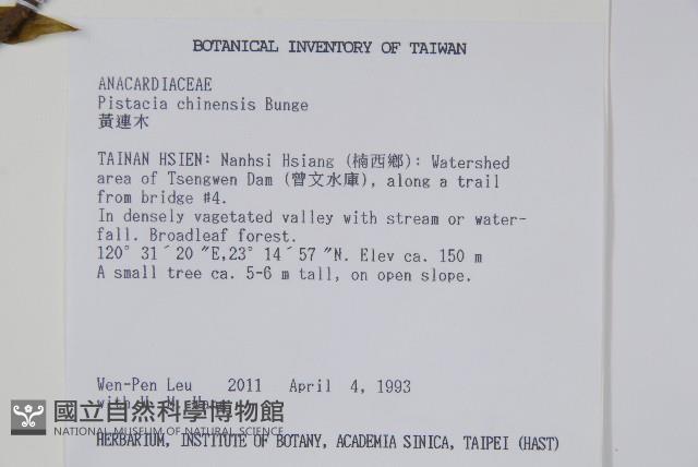 黃連木、爛心木藏品圖，第2張