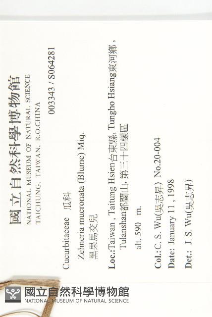 黑果馬交兒藏品圖，第2張