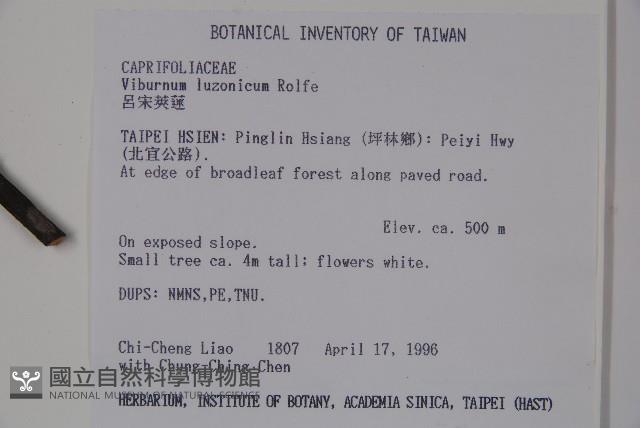 呂宋莢迷藏品圖，第2張