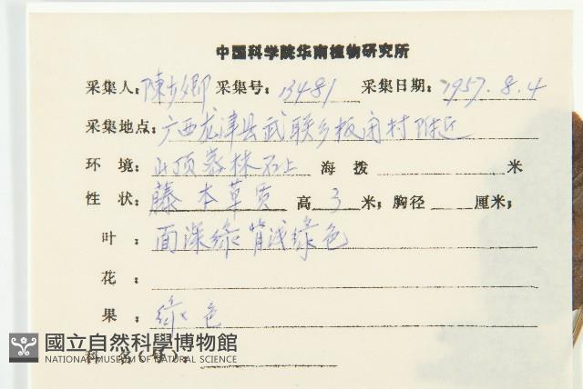 絞股藍藏品圖，第2張