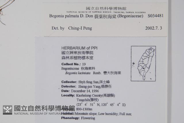 裂葉秋海棠藏品圖，第2張
