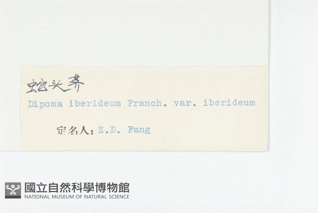 蛇頭薺藏品圖，第3張