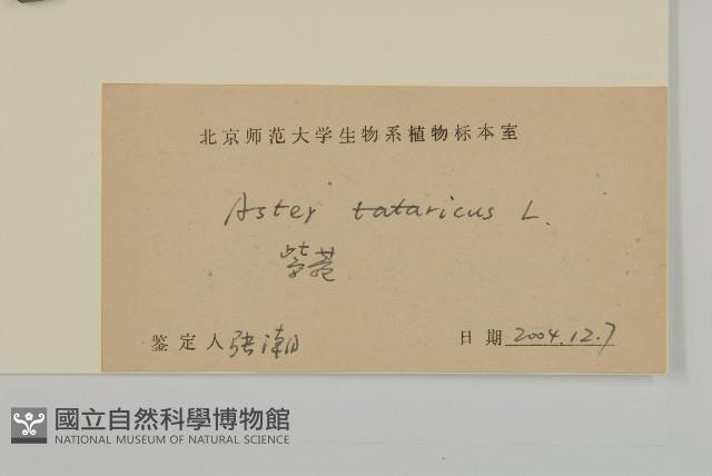 紫菀藏品圖，第3張