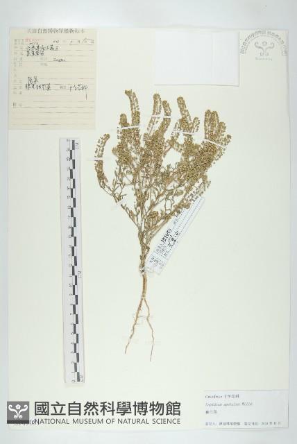 紫葳, 凌霄花藏品圖，第3張