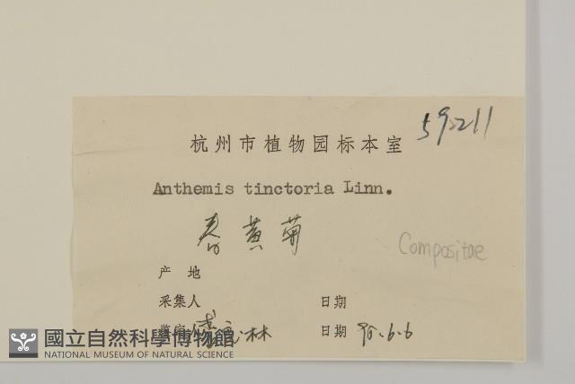 春黃菊藏品圖，第3張