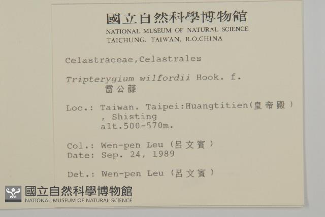 雷公藤藏品圖，第2張