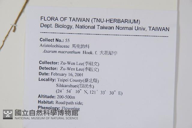 大花細辛、馬蹄香藏品圖，第2張