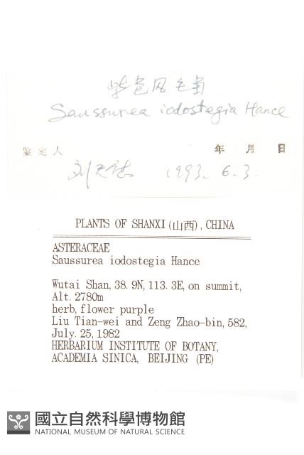 紫苞鳳毛菊藏品圖，第3張