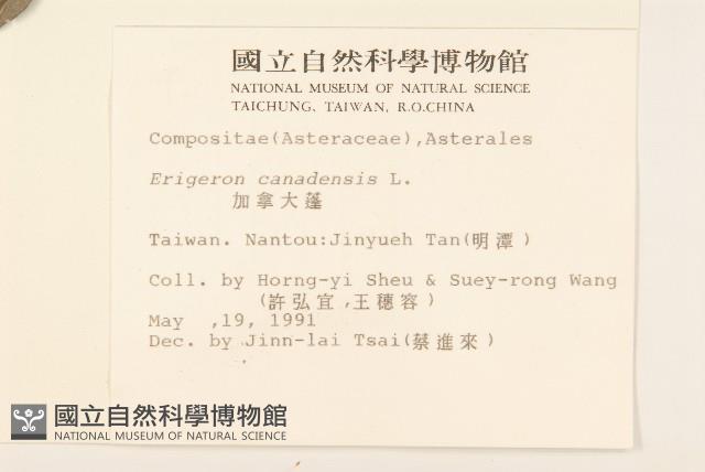 加拿大蓬藏品圖，第2張