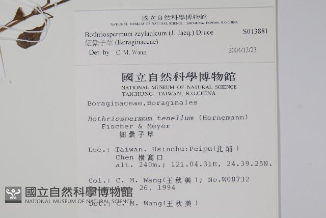 細纍子草藏品圖，第2張