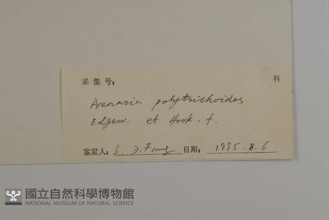 團狀福祿草藏品圖，第3張