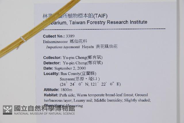 黃花鳳仙花藏品圖，第2張