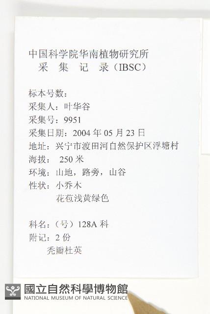 杜英、山杜英、蘭嶼杜英藏品圖，第2張