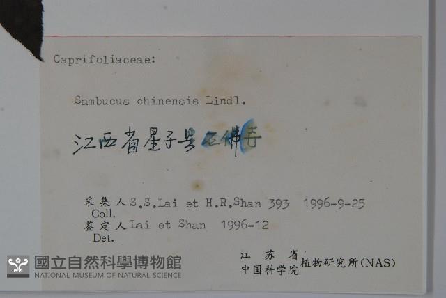 冇骨消藏品圖，第2張