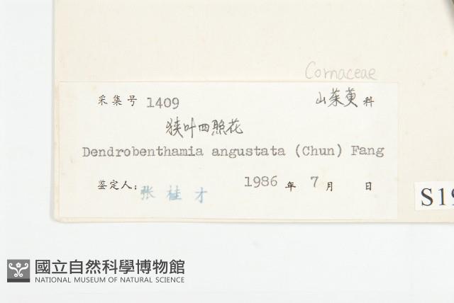 尖葉四照花藏品圖，第3張