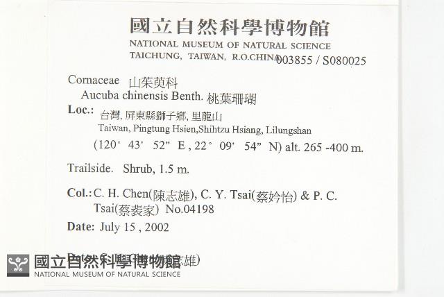 桃葉珊瑚藏品圖，第2張