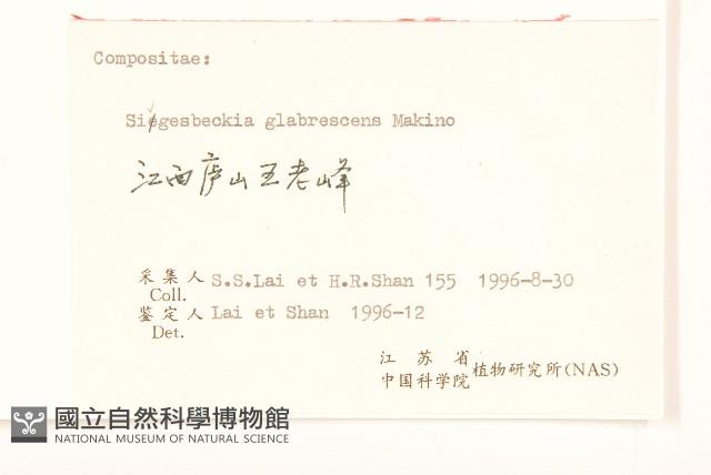 毛梗豨薟藏品圖，第3張