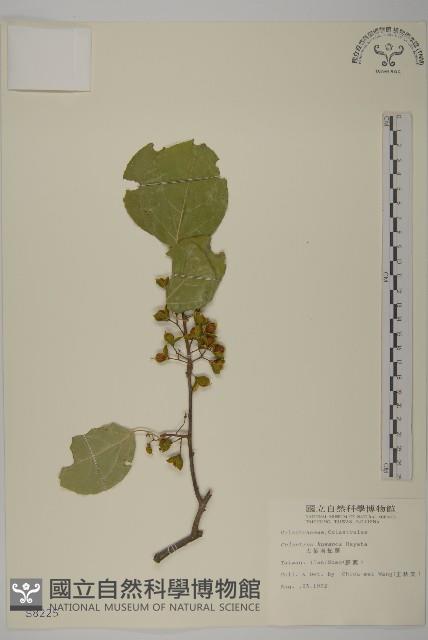 大葉南蛇藤藏品圖，第2張