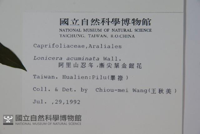 阿里山忍冬、漸尖葉忍冬藏品圖，第2張