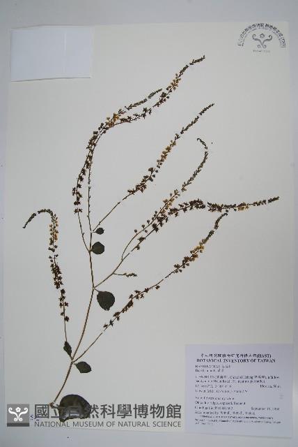 落葵藏品圖，第3張