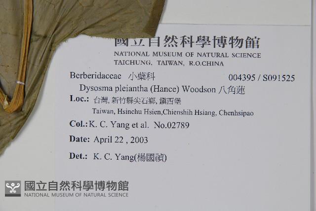 八角蓮藏品圖，第2張