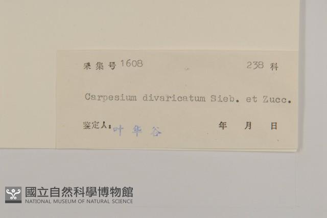 煙管草藏品圖，第3張