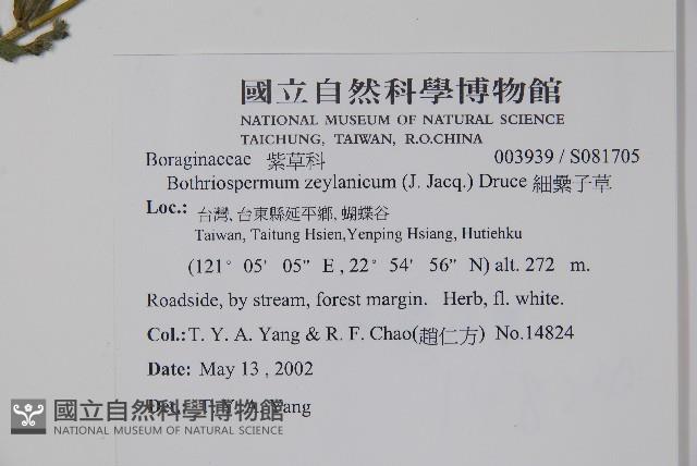 細纍子草藏品圖，第2張