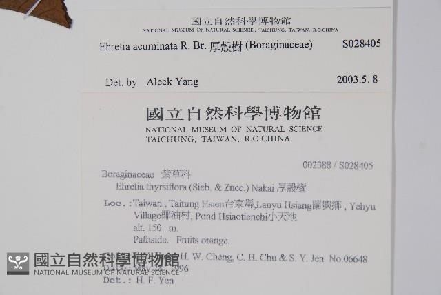 厚殼樹藏品圖，第2張