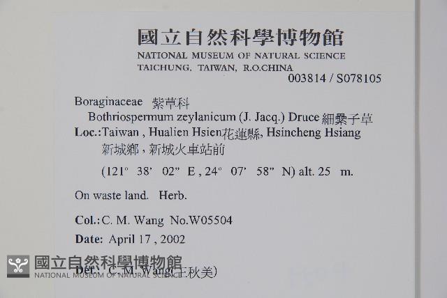 細纍子草藏品圖，第2張