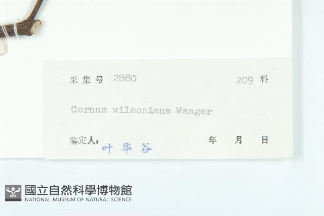 光皮樹藏品圖，第3張