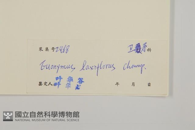 大丁黃藏品圖，第3張