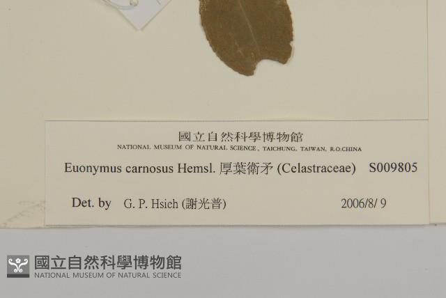 厚葉衛矛, 源一木藏品圖，第3張