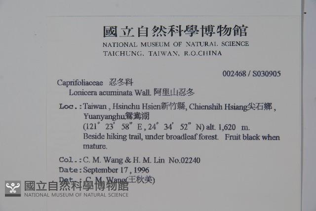 阿里山忍冬、漸尖葉忍冬藏品圖，第2張
