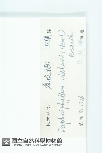 俄氏虎皮楠、蘭嶼虎皮楠、虎皮楠藏品圖，第3張