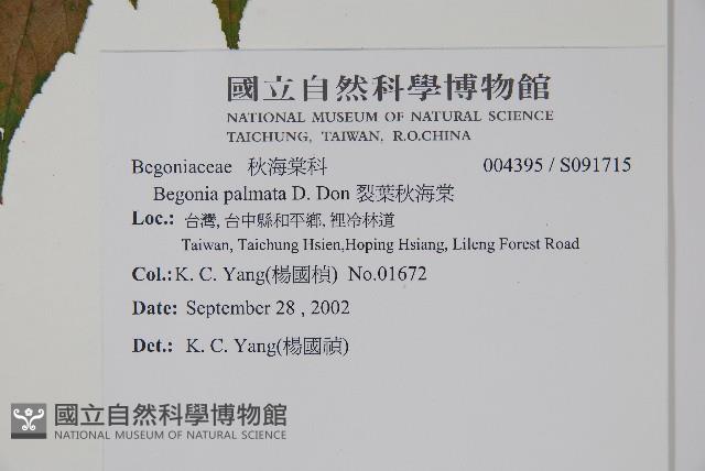 裂葉秋海棠藏品圖，第2張