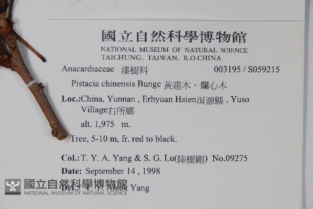 黃連木、爛心木藏品圖，第2張