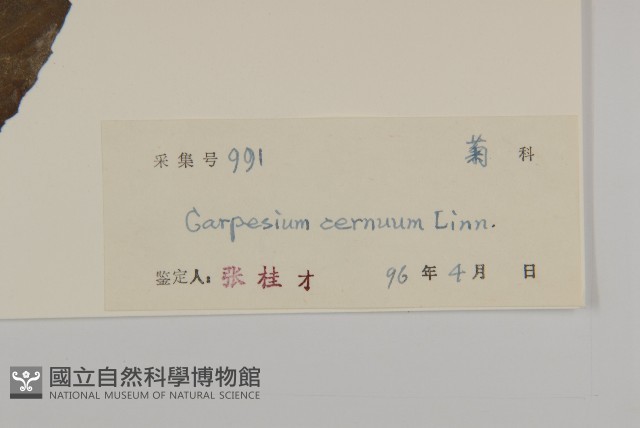 杓兒菜藏品圖，第3張