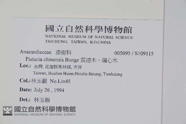 黃連木、爛心木藏品圖，第2張