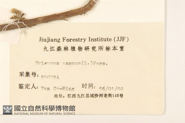 白頂飛蓬藏品圖，第3張