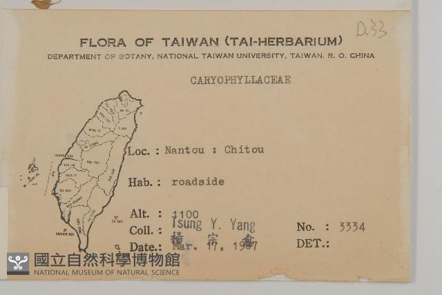 阿里山繁縷藏品圖，第2張