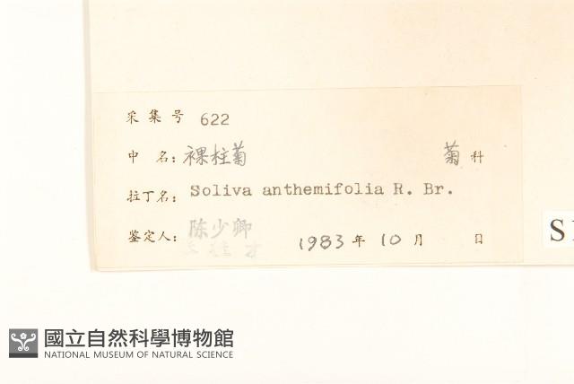 假吐金菊藏品圖，第3張