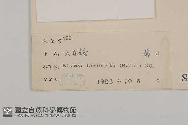 裂葉艾納香藏品圖，第3張