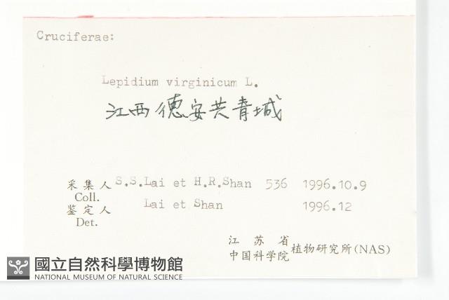 獨行菜藏品圖，第3張