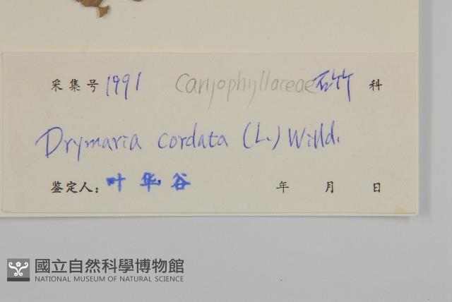 荷蓮豆藏品圖，第3張