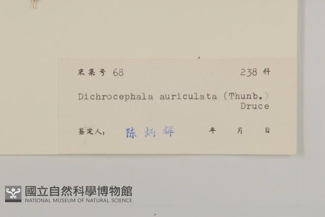 魚眼菊藏品圖，第3張