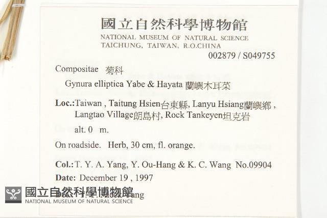 蘭嶼木耳菜藏品圖，第2張