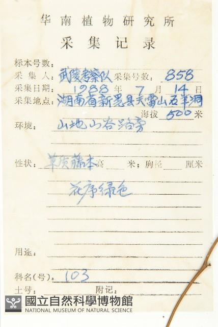 絞股藍藏品圖，第2張