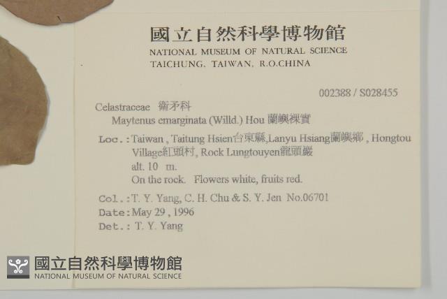 蘭嶼裸實藏品圖，第2張